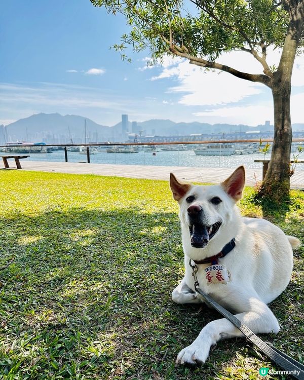 🏝️觀塘海旁寵物友善寫意西餐🐕