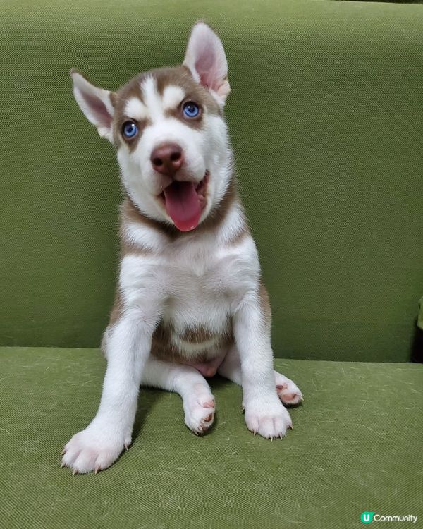 5weeks嘅鐵蛋弟弟～