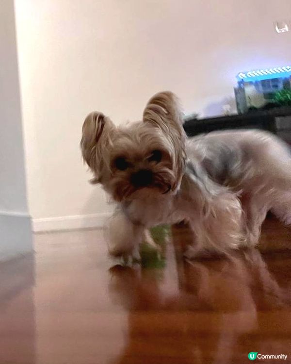 亞媽話帶我去 petcation! 我仲唔拿拿臨去執定行李去...