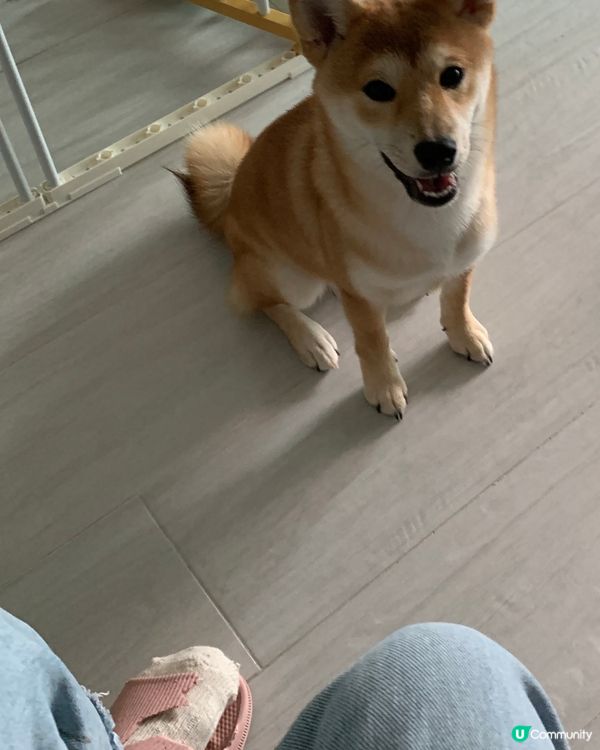 大家好，介紹一下我個女近期新攪作🤣，咬爛亞媽亞爸對拖鞋，咬完...