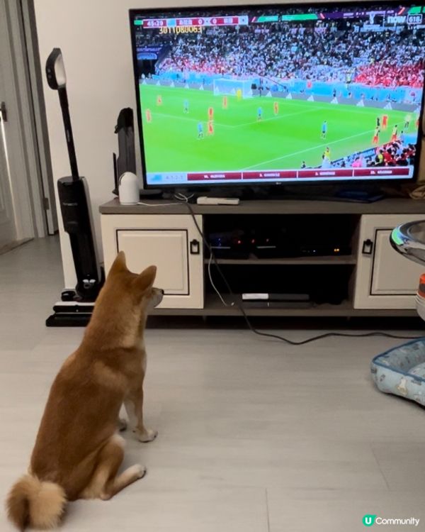 大家好，介紹一下我個女近期新攪作🤣，咬爛亞媽亞爸對拖鞋，咬完...