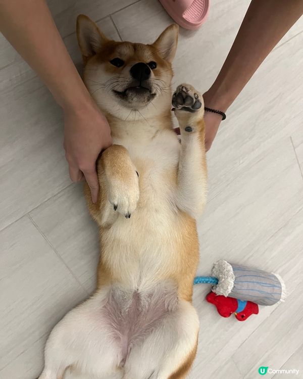 大家好，介紹一下我個女近期新攪作🤣，咬爛亞媽亞爸對拖鞋，咬完...