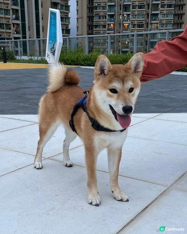 大家好，介紹一下我個女近期新攪作🤣，咬爛亞媽亞爸對拖鞋，咬完...