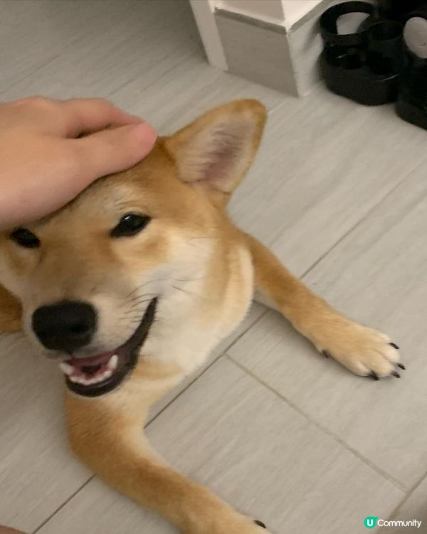 大家好，介紹一下我個女近期新攪作🤣，咬爛亞媽亞爸對拖鞋，咬完...