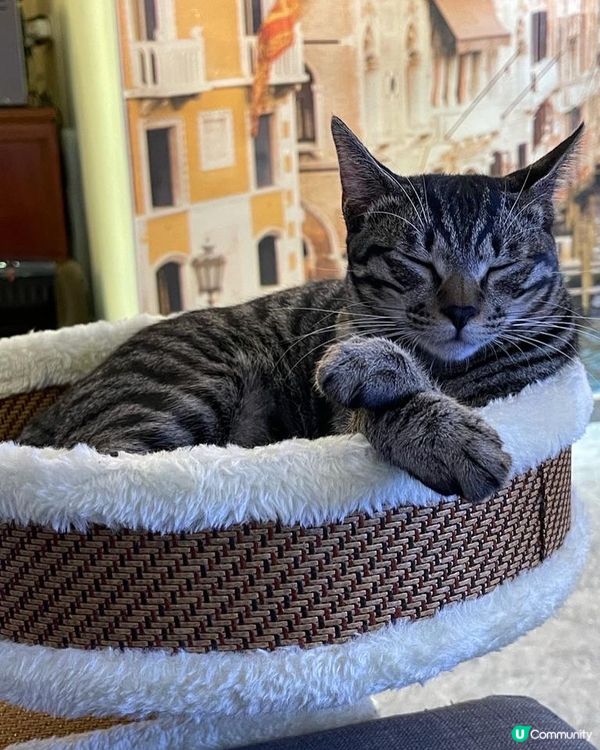 爸爸媽媽出咗街，唔帶埋我，就嚟悶到瞓著啦！