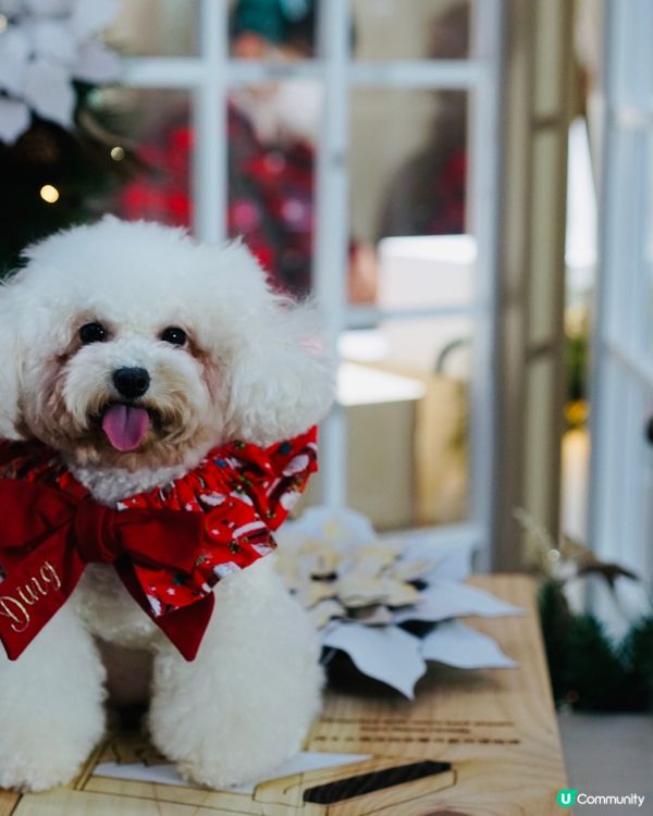 🐶：今日放假阿媽話同我去睇聖誕樹，食唔食得架？咦，乜原來係影...