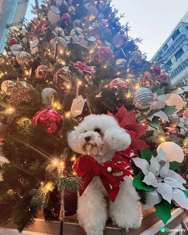 🐶：今日放假阿媽話同我去睇聖誕樹，食唔食得架？咦，乜原來係影...