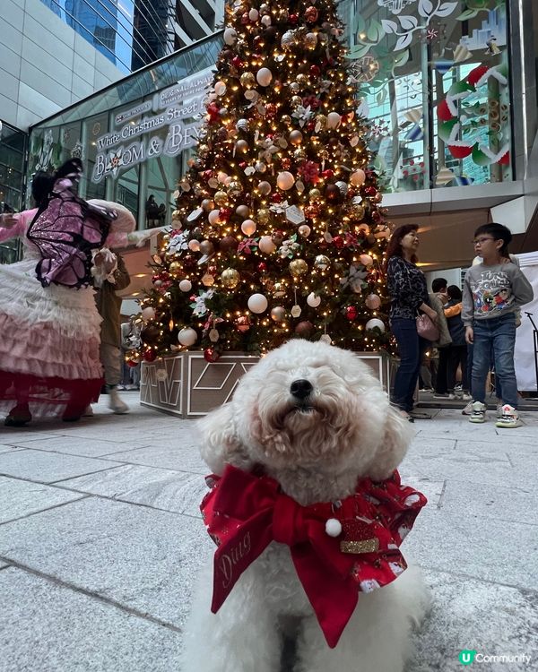 🐶：今日放假阿媽話同我去睇聖誕樹，食唔食得架？咦，乜原來係影...