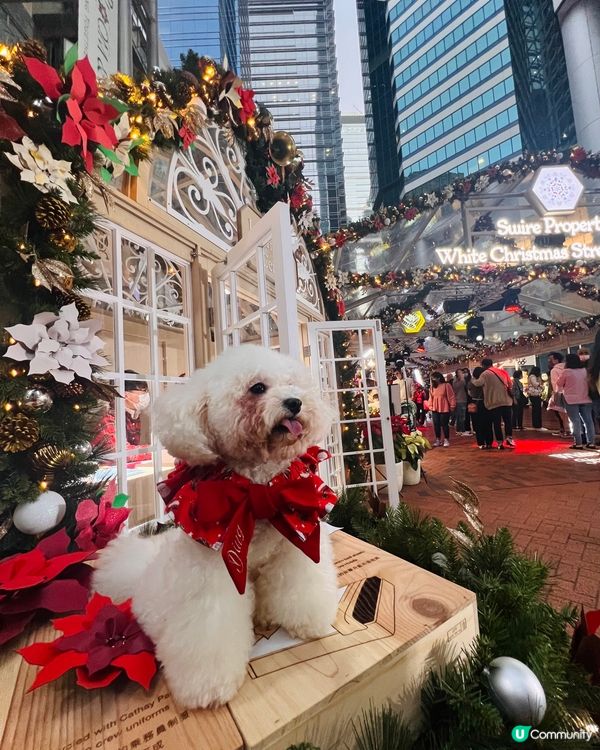 🐶：今日放假阿媽話同我去睇聖誕樹，食唔食得架？咦，乜原來係影...