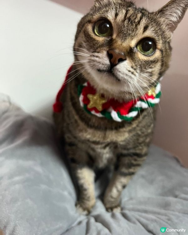 Hi Jingle Bell Jingle Bell 我準備...