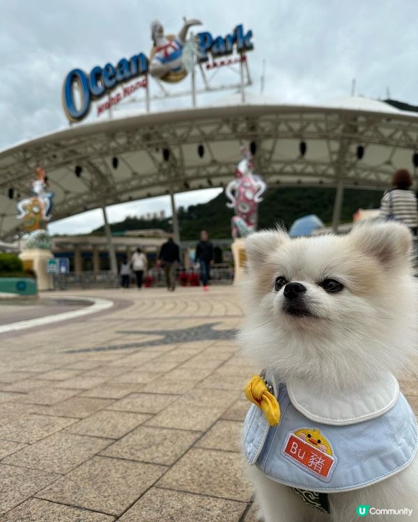 媽咪知道可以狗狗去海洋公園，諗都唔洗諗就帶左我去玩了！🐶 