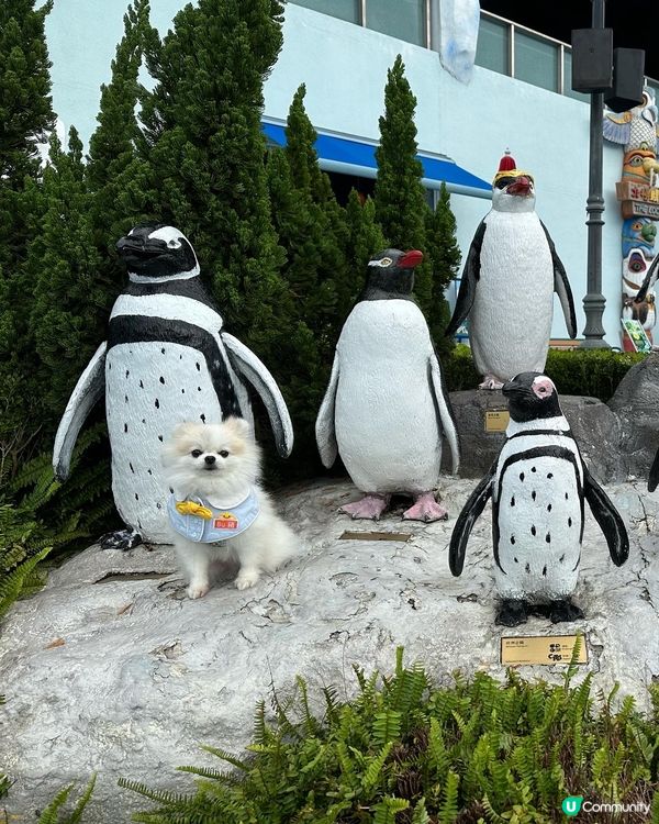 媽咪知道可以狗狗去海洋公園，諗都唔洗諗就帶左我去玩了！🐶 