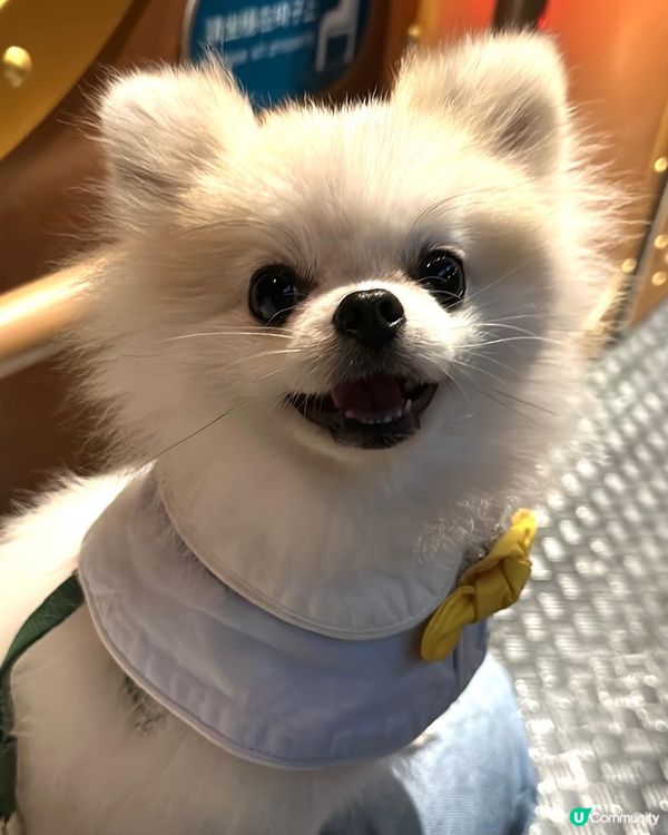 媽咪知道可以狗狗去海洋公園，諗都唔洗諗就帶左我去玩了！🐶 