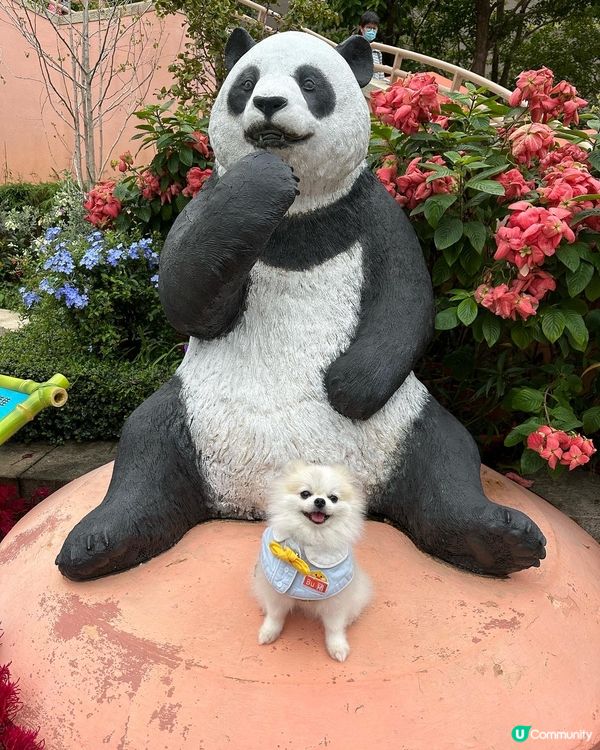 媽咪知道可以狗狗去海洋公園，諗都唔洗諗就帶左我去玩了！🐶 