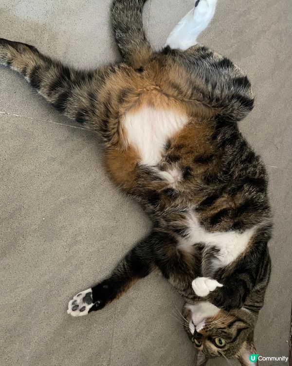 #毛孩放大假 #毛孩歎Tea #社群生日快樂