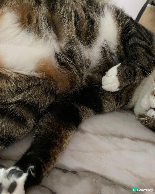 #毛孩放大假 #毛孩歎Tea #社群生日快樂