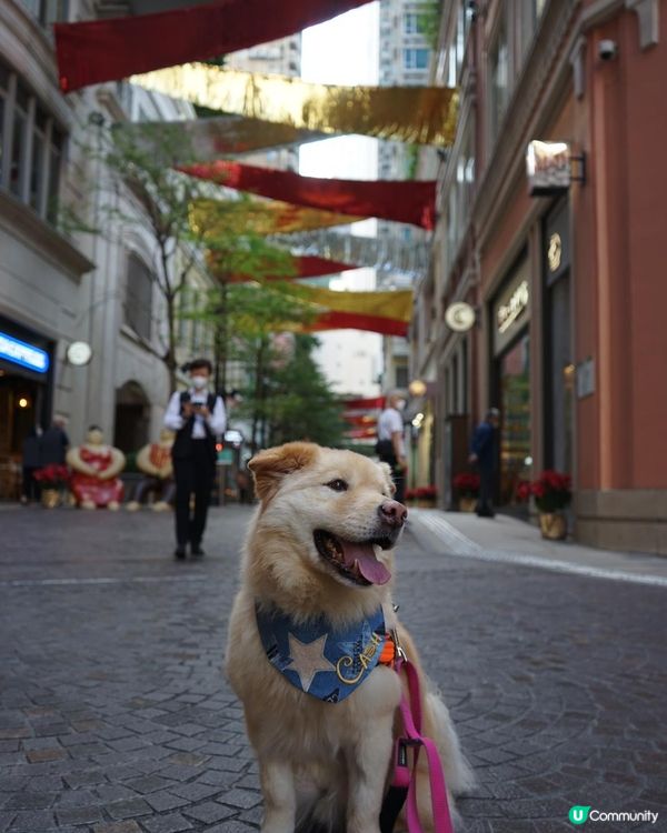 感覺上囍帖街好似幾pet friendly👍🏻👍🏻