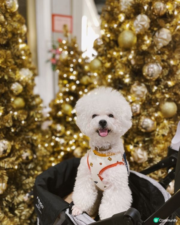 🎄聖誕去邊好？帶埋毛孩一齊去k11 muse玩啦😍7樓有寵物...