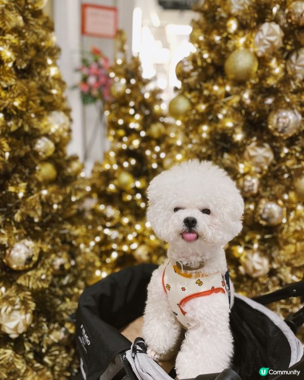 🎄聖誕去邊好？帶埋毛孩一齊去k11 muse玩啦😍7樓有寵物...