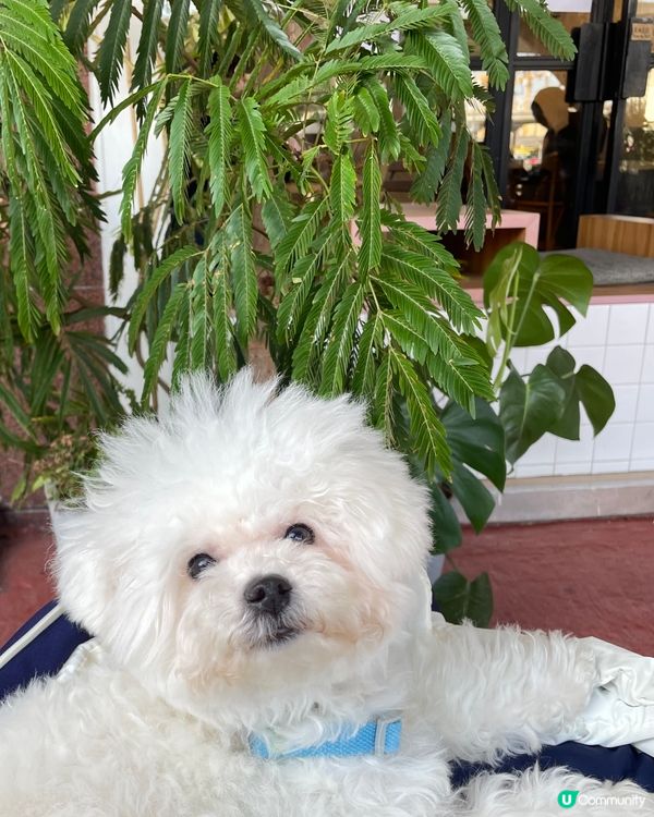 📍九龍城Lazy Creatures📍中意飲啡嘅朋友仔唔好錯...