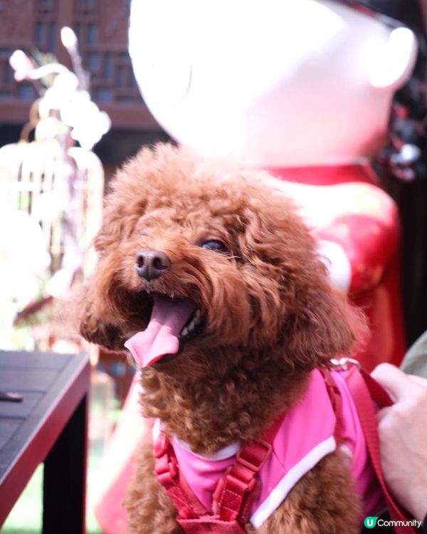 #龍華酒店 食秋冬套餐🥰  嘆地道美食之餘，仲可以打卡😍
