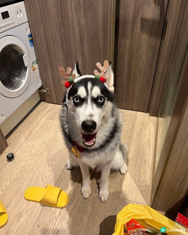 人類的聖誕頭飾，戴上husky 仔仔個頭，好搞笑，佢好開心，...