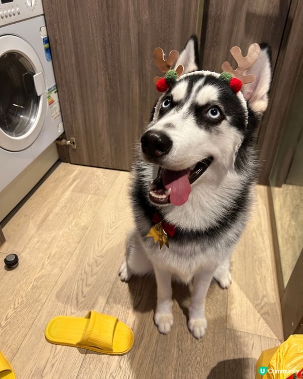 人類的聖誕頭飾，戴上husky 仔仔個頭，好搞笑，佢好開心，...