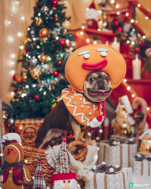 呢一塊係嚟自墨西哥既薑餅人😆