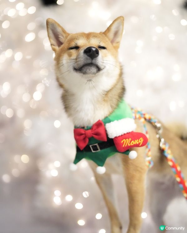 和白雪雪聖誕樹打個卡～有飄雪好浪漫🤭