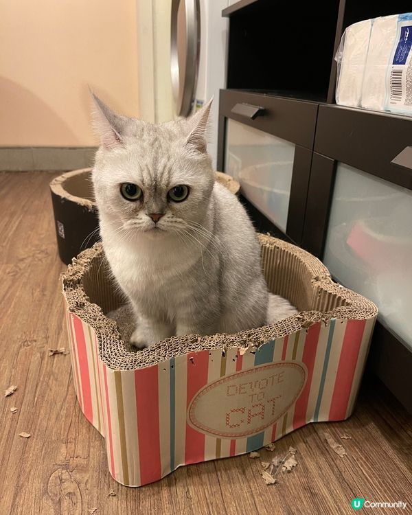 比多兩日我，張床就可以收皮😈