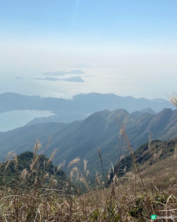 鳳凰山睇芒草