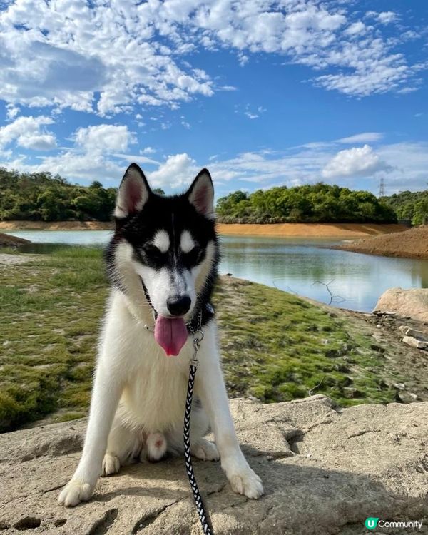 帶兩隻寶貝去散步🥰