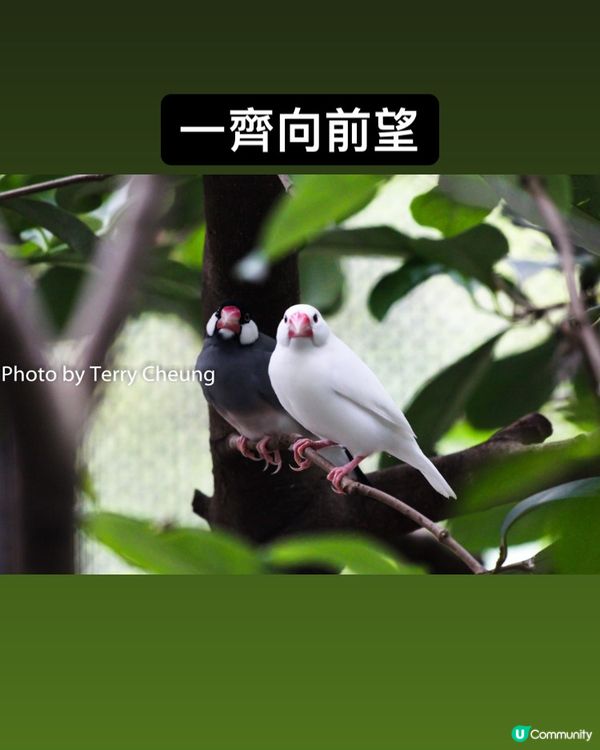 同步鳥 - 四周圍拍攝多年，第一次可以影到兩隻雀咁齊向住同一...