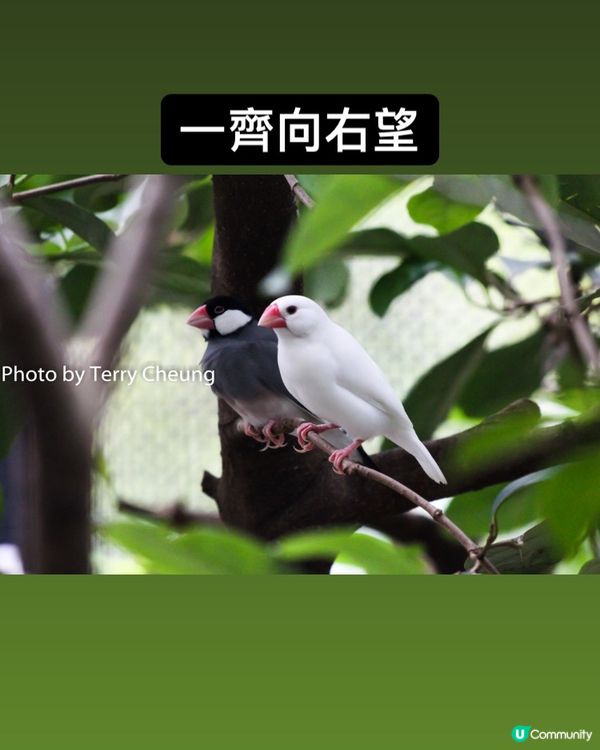 同步鳥 - 四周圍拍攝多年，第一次可以影到兩隻雀咁齊向住同一...