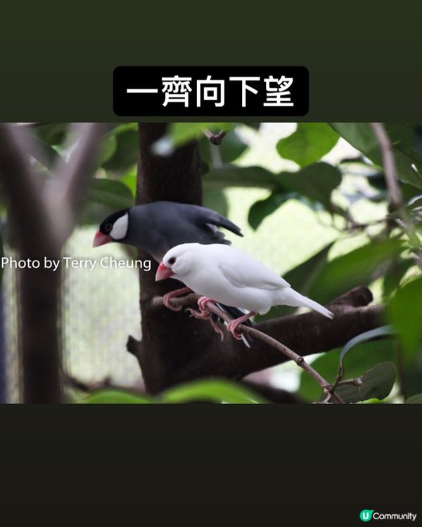 同步鳥 - 四周圍拍攝多年，第一次可以影到兩隻雀咁齊向住同一...