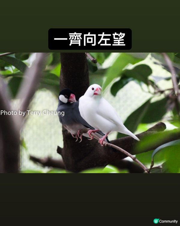 同步鳥 - 四周圍拍攝多年，第一次可以影到兩隻雀咁齊向住同一...
