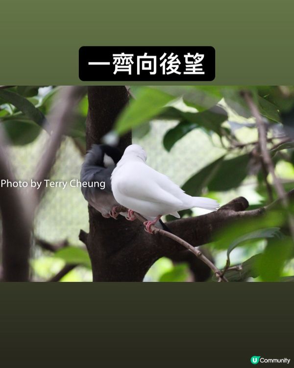 同步鳥 - 四周圍拍攝多年，第一次可以影到兩隻雀咁齊向住同一...