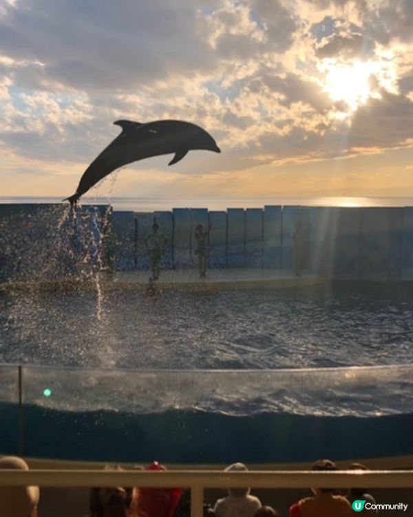 夕陽下捕捉海豚🐬最美一刻