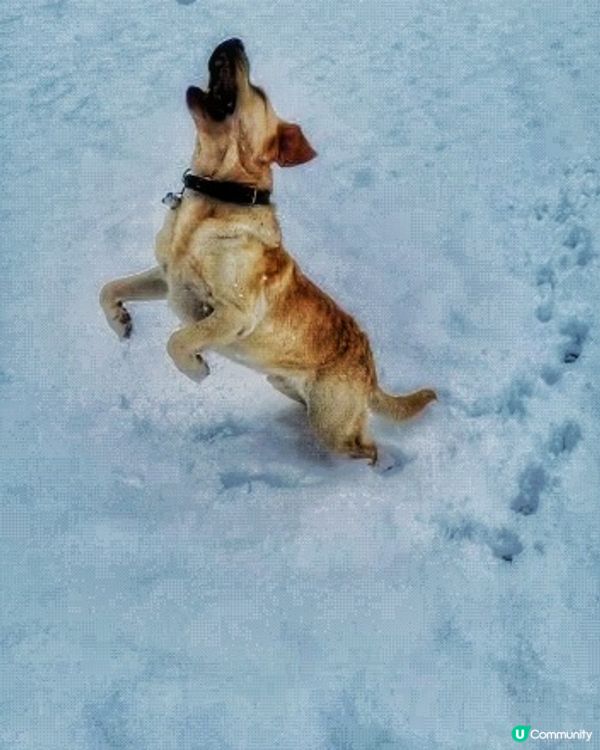 雪地追逐玩耍