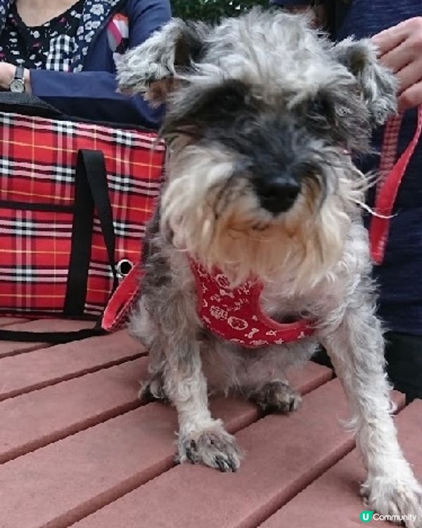 抖完精神晒🐶☺️擺返個誘人pose影相先