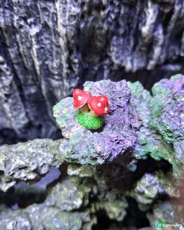 呢個珊瑚造景 魚仔一定鍾意🥰