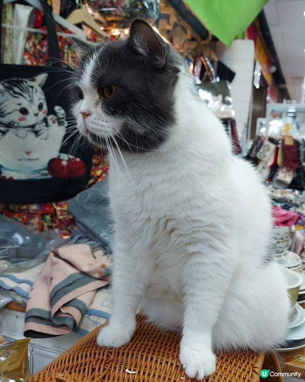 貓叫藍藍，店主售賣的全是有關貓的物品。經過聯合廣場可以去探下...