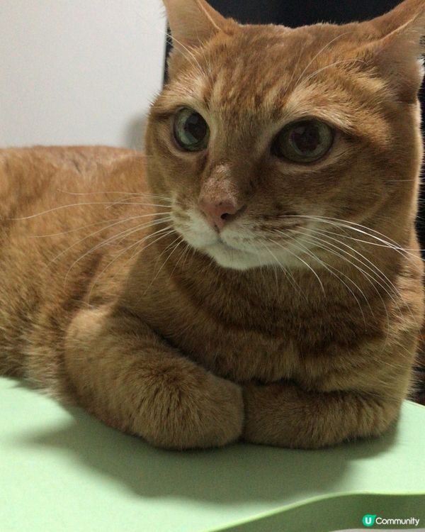 翹埋手唔使做👍🏻