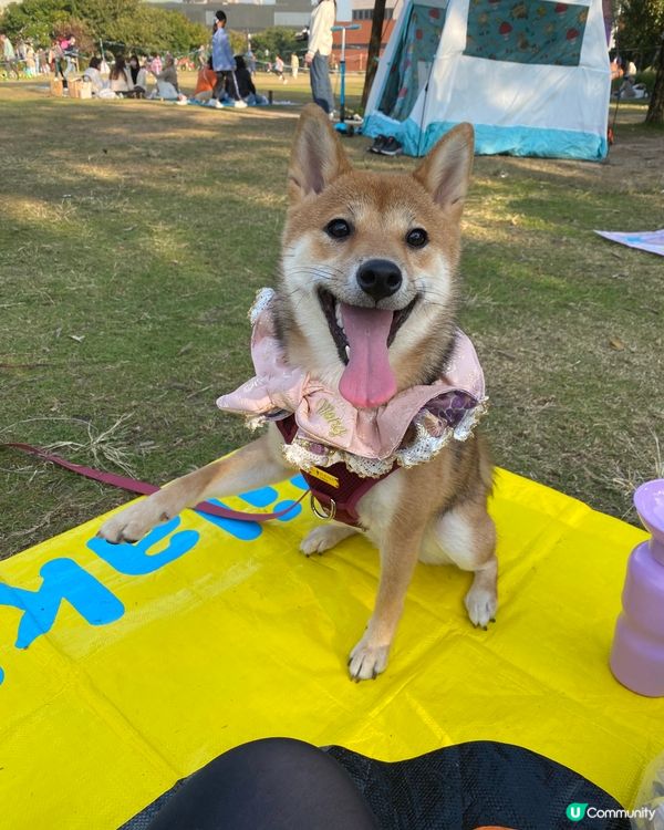 2022最後一天 和爸爸媽媽去西九野餐跑草地～