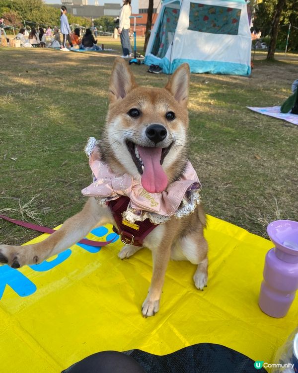 2022最後一天 和爸爸媽媽去西九野餐跑草地～