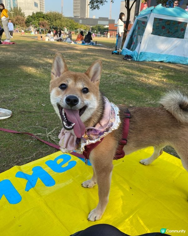 2022最後一天 和爸爸媽媽去西九野餐跑草地～