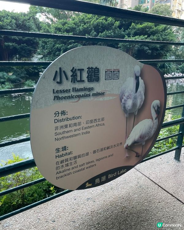 對於九龍公園鳥湖，環境優美，湖裏面有小紅鸛🦩同扁嘴鵝給途人觀...