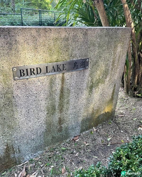 對於九龍公園鳥湖，環境優美，湖裏面有小紅鸛🦩同扁嘴鵝給途人觀...