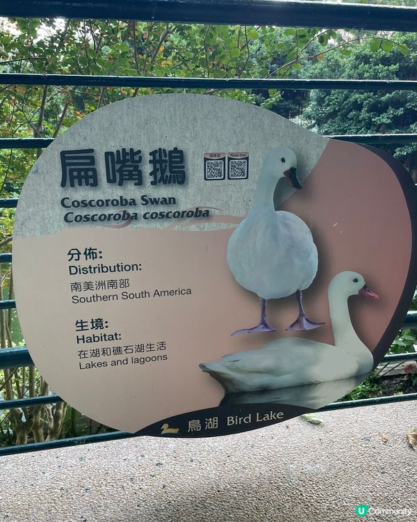 對於九龍公園鳥湖，環境優美，湖裏面有小紅鸛🦩同扁嘴鵝給途人觀...