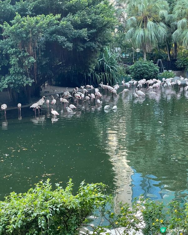 對於九龍公園鳥湖，環境優美，湖裏面有小紅鸛🦩同扁嘴鵝給途人觀...